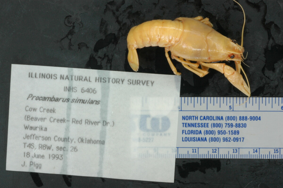 Procambarus simulans image